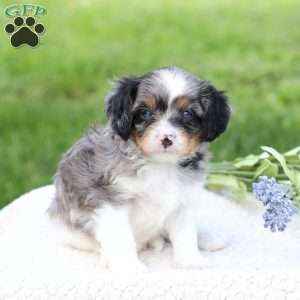 Londyn, Cavapoo Puppy